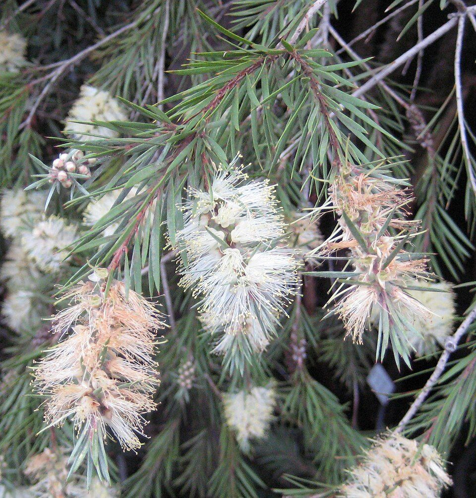 Willow bottlebrush, from Wikimedia Commons
