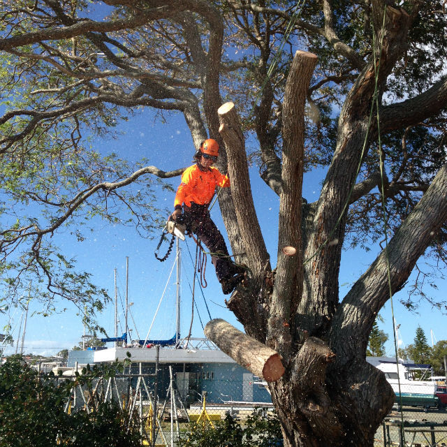 tree lopping in brisbane