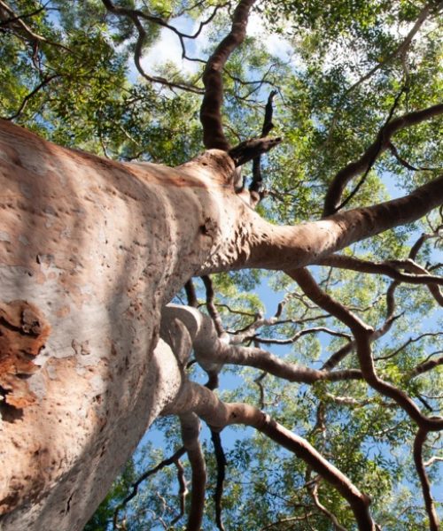 tree loppers brisbane