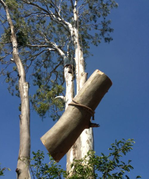 tree transplanting