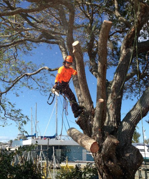 tree lopping in brisbane