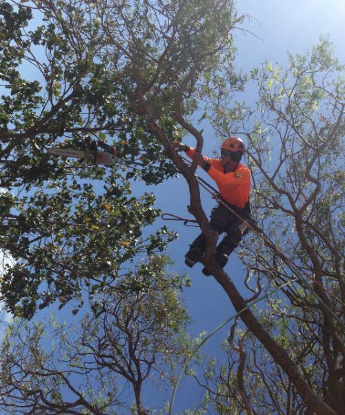 tree lopping