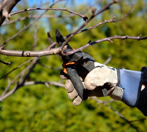 tree pruning brisbane