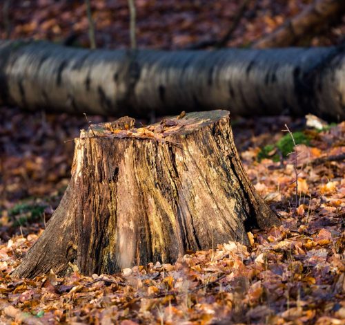 stump