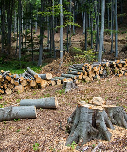tree lopping