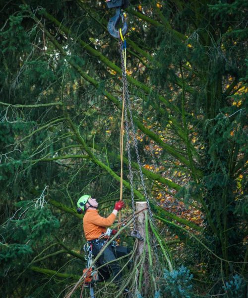 tree lopping brisbane