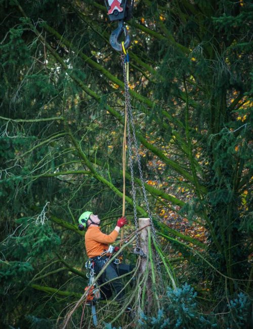 tree lopping brisbane
